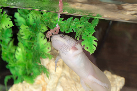 粉红色的Axolotl在图片
