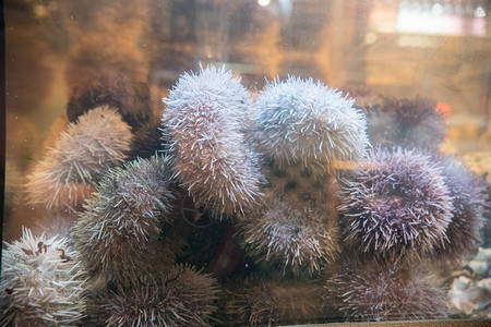 水族馆里的海胆餐厅里的可食用海胆中景图片