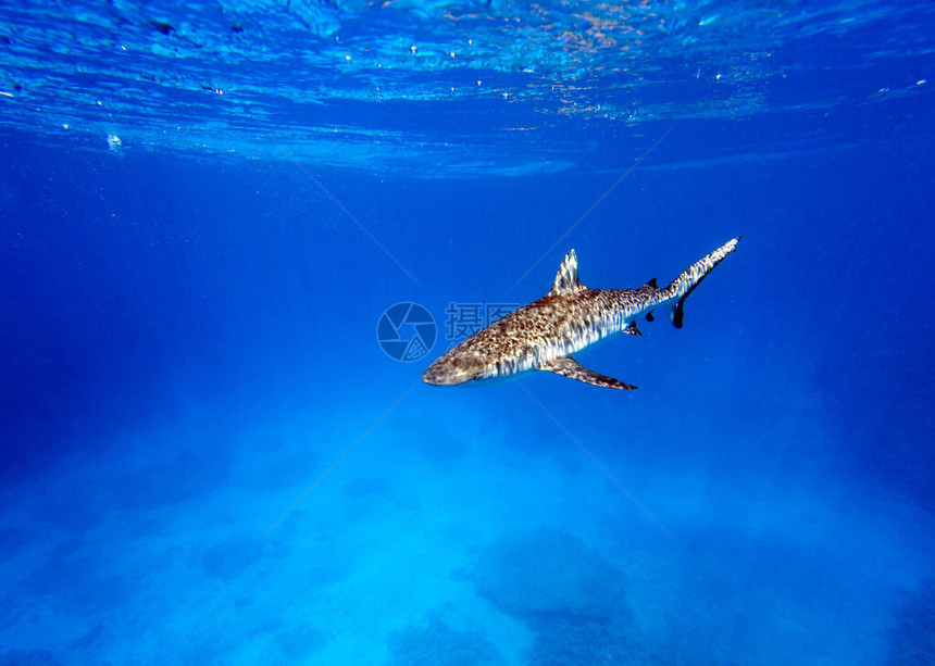 一条鲨鱼游向摄像头图片