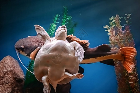 一条巨大的鲶鱼和一只乌龟在蓝色海水的族馆里游泳水下选择聚焦图片