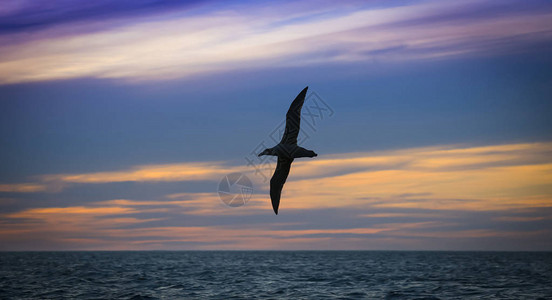 南方巨海燕飞行中的海鸟背景