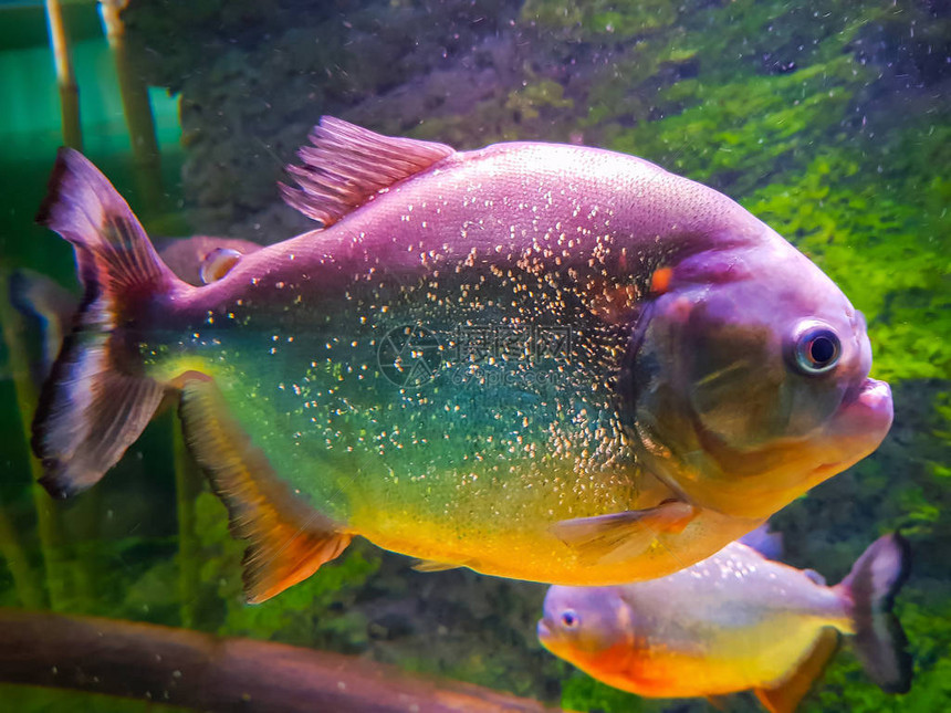 食人鱼在水族馆关闭图片