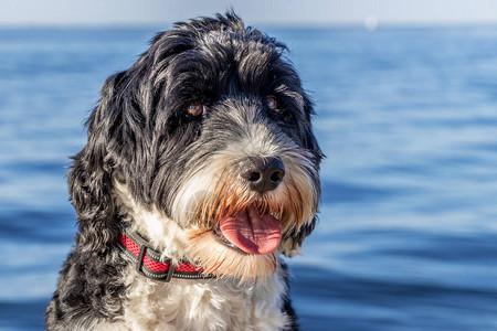 海上戴着红项圈的黑白葡萄牙水犬肖像图片