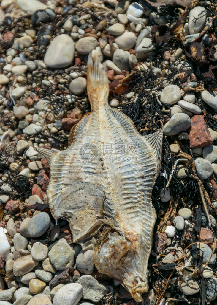 爱沙尼亚波罗的海沿岸鹅卵石背景上带有死鱼骨图片