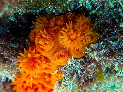 橙太阳珊瑚图片