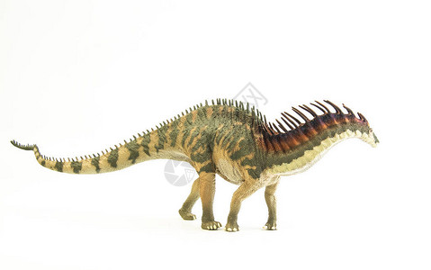 阿马加龙白色背景上的恐龙高清图片