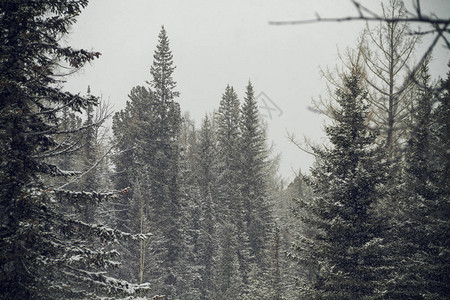山区冬季森林雪瀑下图片