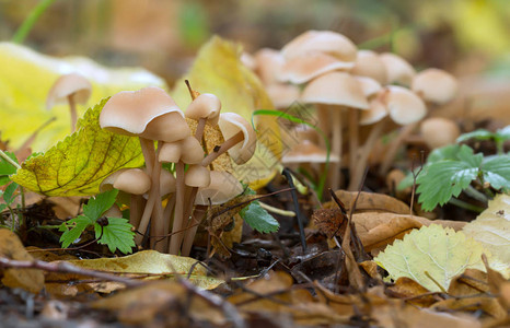 秋天蘑菇分解者高清图片