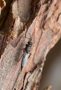 松树皮上的Pteromalidae黄蜂用图片