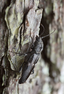 这只甲虫是老房子的害虫在松树图片