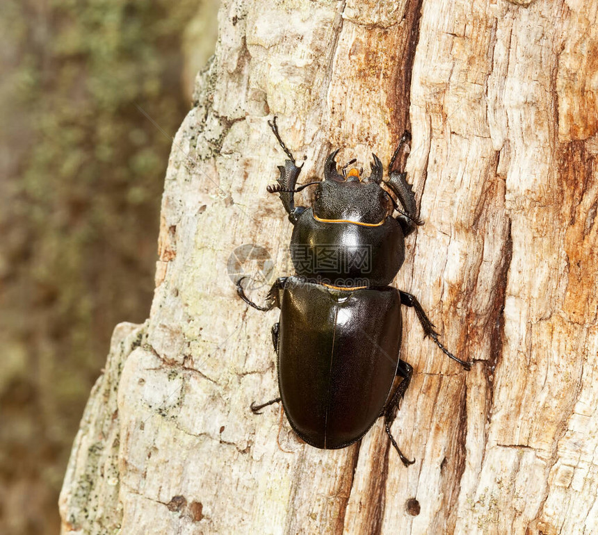 雌鹿甲虫木上的Lucanus图片