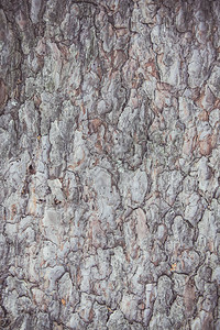 树皮的粗糙纹理自然背景图片
