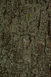 老树皮木材纹理背景表面与自然图案老木树皮纹理图片