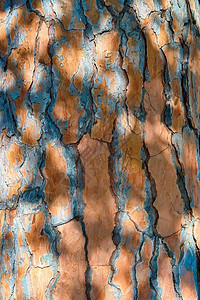 抽象和零散的木皮树图片
