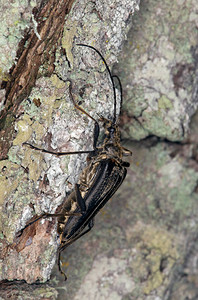 雌变异长角甲虫在木图片