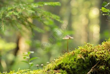 在森林的苔苗中生长图片