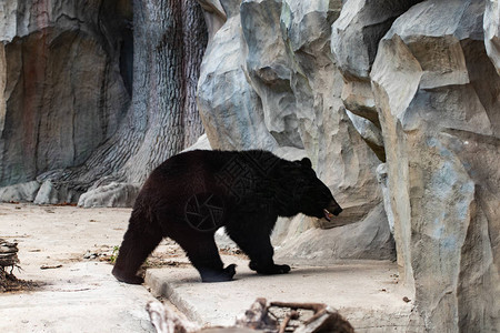 动物园里的一只大黑熊图片