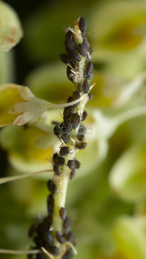 植物茎上有许多蚜虫图片