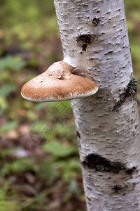 树上的多聚物真菌图片