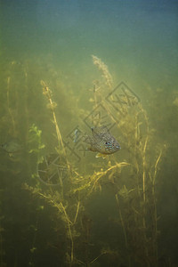 翻车鱼在海藻领域游泳图片