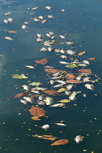 死鱼漂浮在黑暗的水中水污染图片