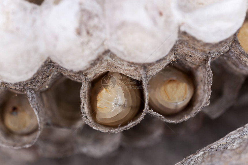 巢中的黄蜂幼虫图片
