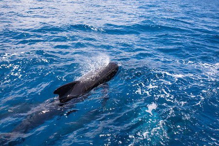 黑领航鲸黑鱼或Globicephala家族的鲸类图片