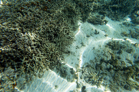 新喀里多尼亚与珊瑚的图片