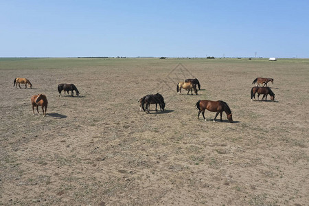 阿根廷拉潘帕平原上的马图片