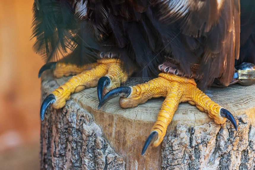 海鹰Haliaeetusalbicilla腿和爪子的细节老鹰是由图片