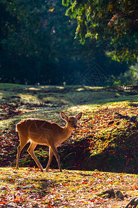 奈良公园和秋天的鹿图片