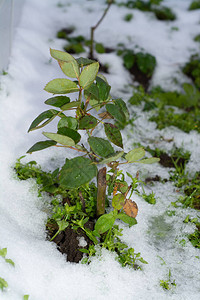 十一月的第一场雪下了图片