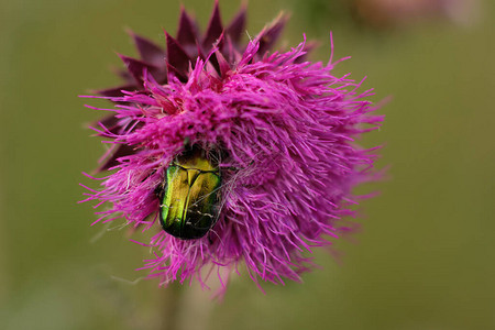 花甲虫麝香蓟上的ProtaetiaspeciosissimaCarduusnu图片