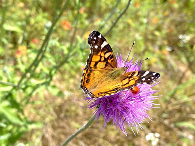 蝴蝶享受着奥斯汀德克萨斯山丘乡野图片