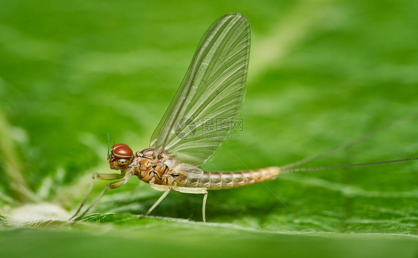 雄Mayfly坐在绿叶上的五月飞行的详细图片