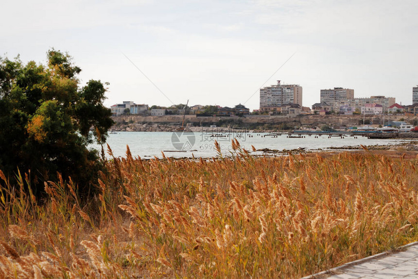 里海的秋天海岸芦苇丛生哈萨克斯坦阿克套09十月图片