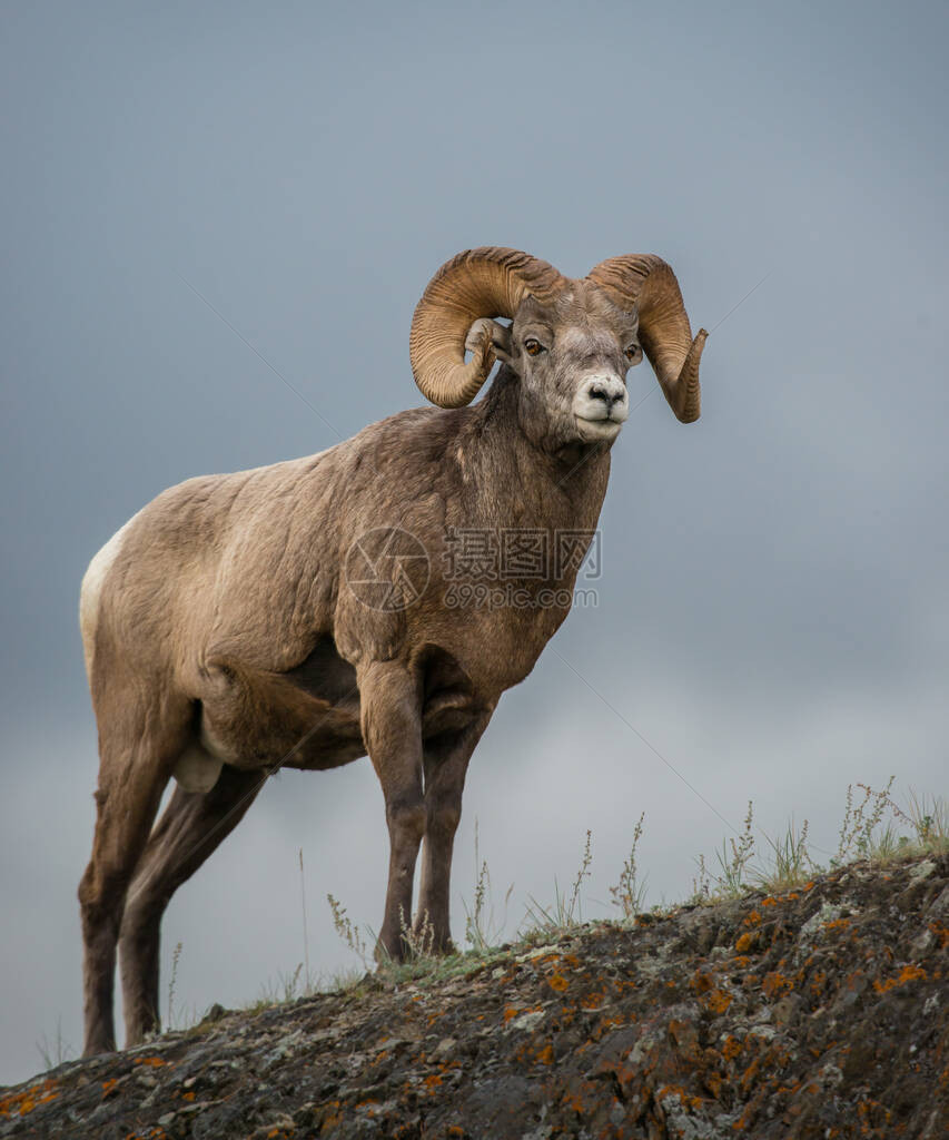 野生大角羊动物图片