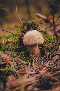 白蘑菇从苔藓中发芽图片