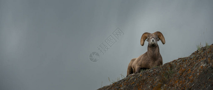 野生大角羊动物图片