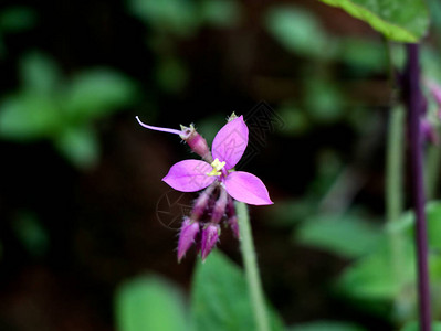西加茨一个野生植物的浅粉色花朵有图片