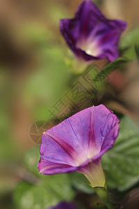 夏日花园中的紫色花朵背景图片