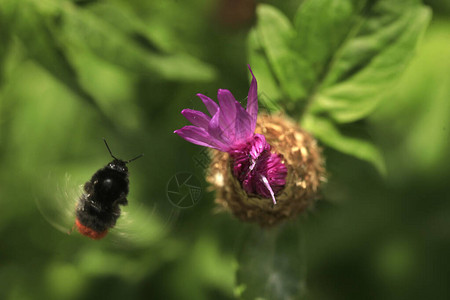 蜜蜂飞过五颜六色的花图片