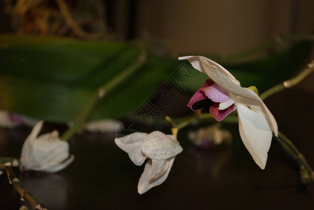 白色花朵兰花粉红色中心在图片