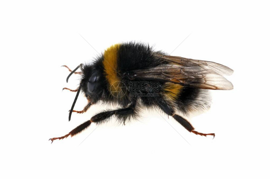 大黄蜂在白色背景上关闭图片
