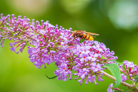乌鲁塞拉区域蜂蜜模仿苍蝇在紫花高清图片