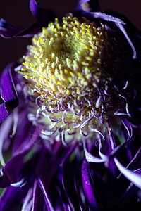 一朵垂死的紫色菊花的单幅宏观图像图片