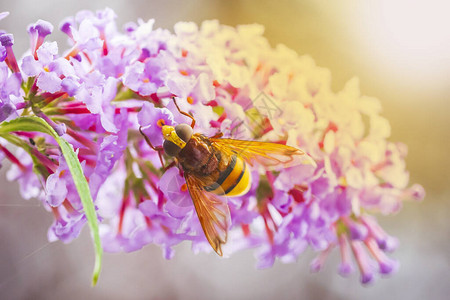 乌鲁塞拉区域蜂蜜模仿苍蝇在紫花高清图片