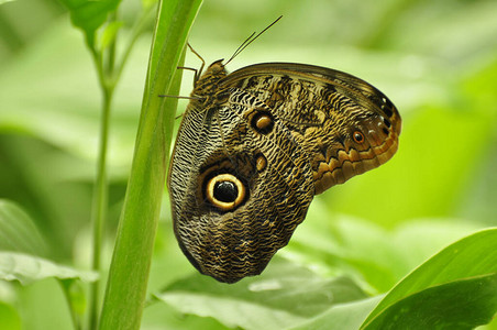 巨型猫头鹰蝴蝶Caligomemnon翅膀上的眼斑图片