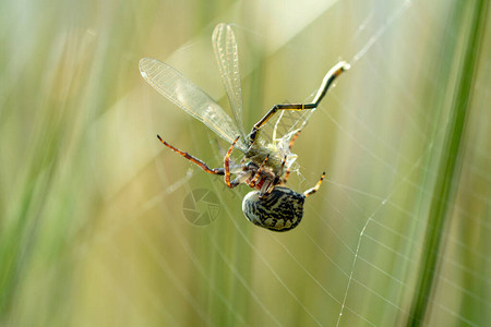 蜘蛛在他的网中抓住了一只蜻蜓图片
