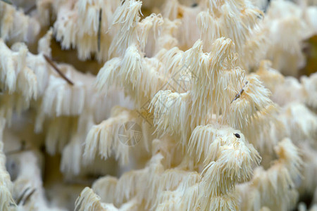 珊瑚牙菌猴头菇的特写图片